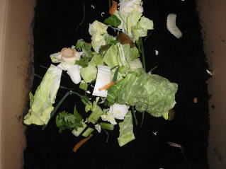 写真：野菜の切りくずを投入した様子