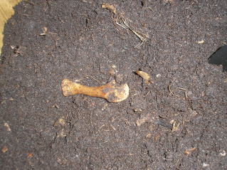 写真：残っていたチキンの骨