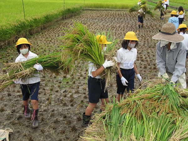 三宅小　刈り取った稲を運ぶ児童の写真