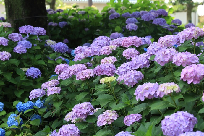 写真：大塚性海寺歴史公園のアジサイ