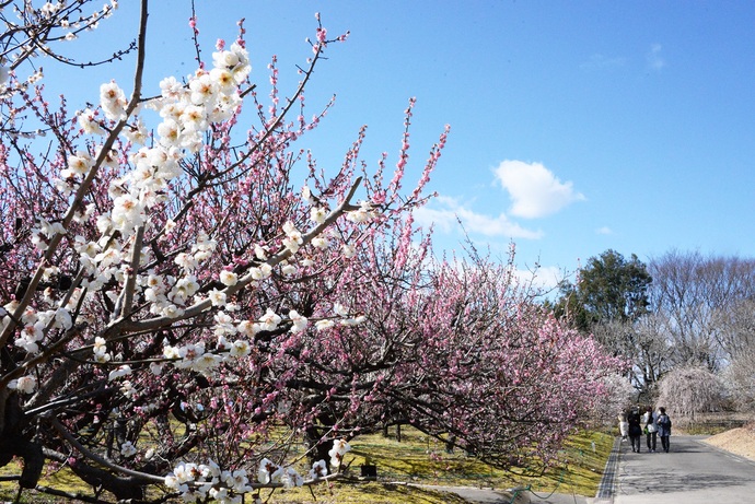 愛知県植木センターの梅の写真