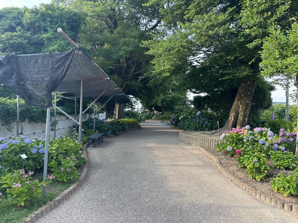 あじさい開花情報(園内入口)