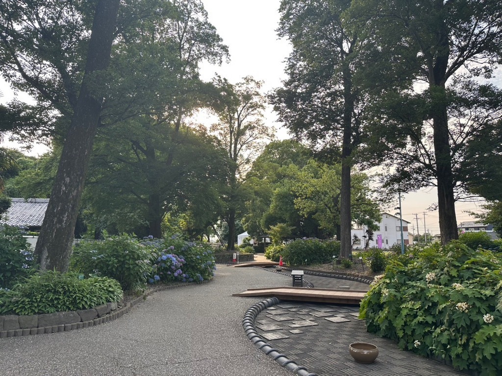 あじさい開花情報(園内)