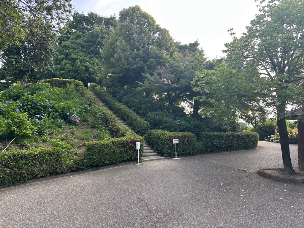 あじさい開花情報(古墳)
