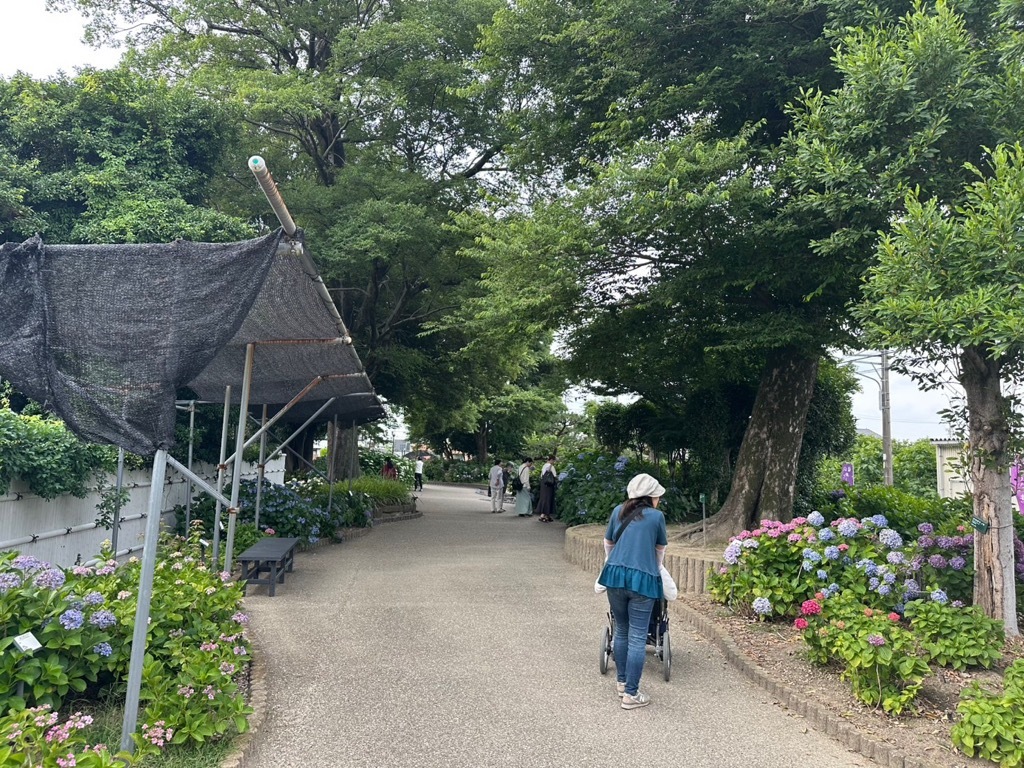 あじさい開花情報(園内入口)