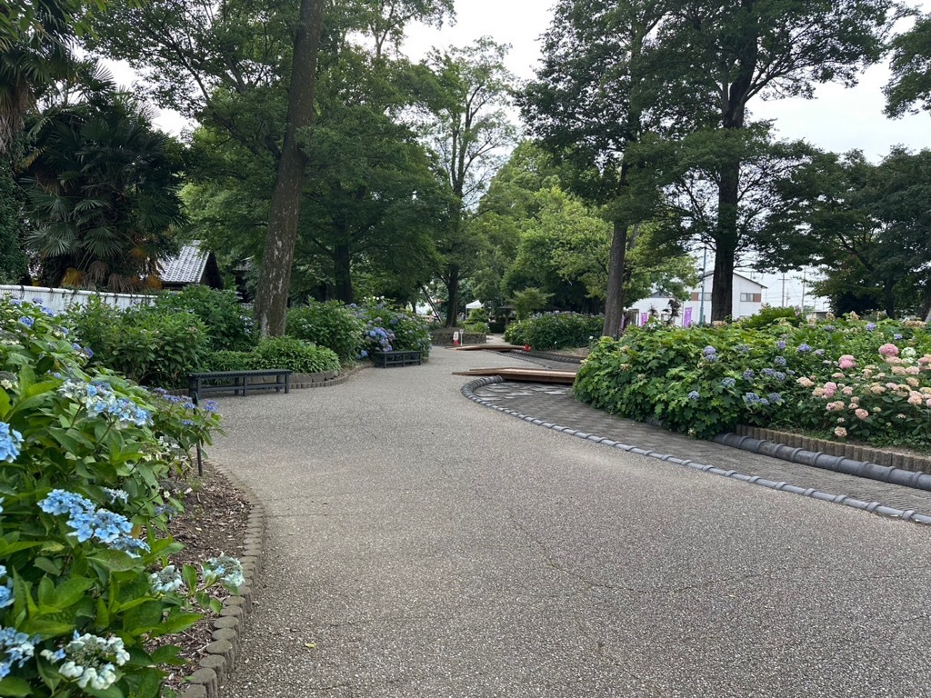 あじさい開花情報(園内)