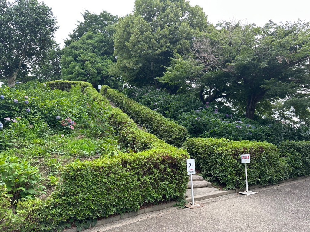 あじさい開花情報(古墳)