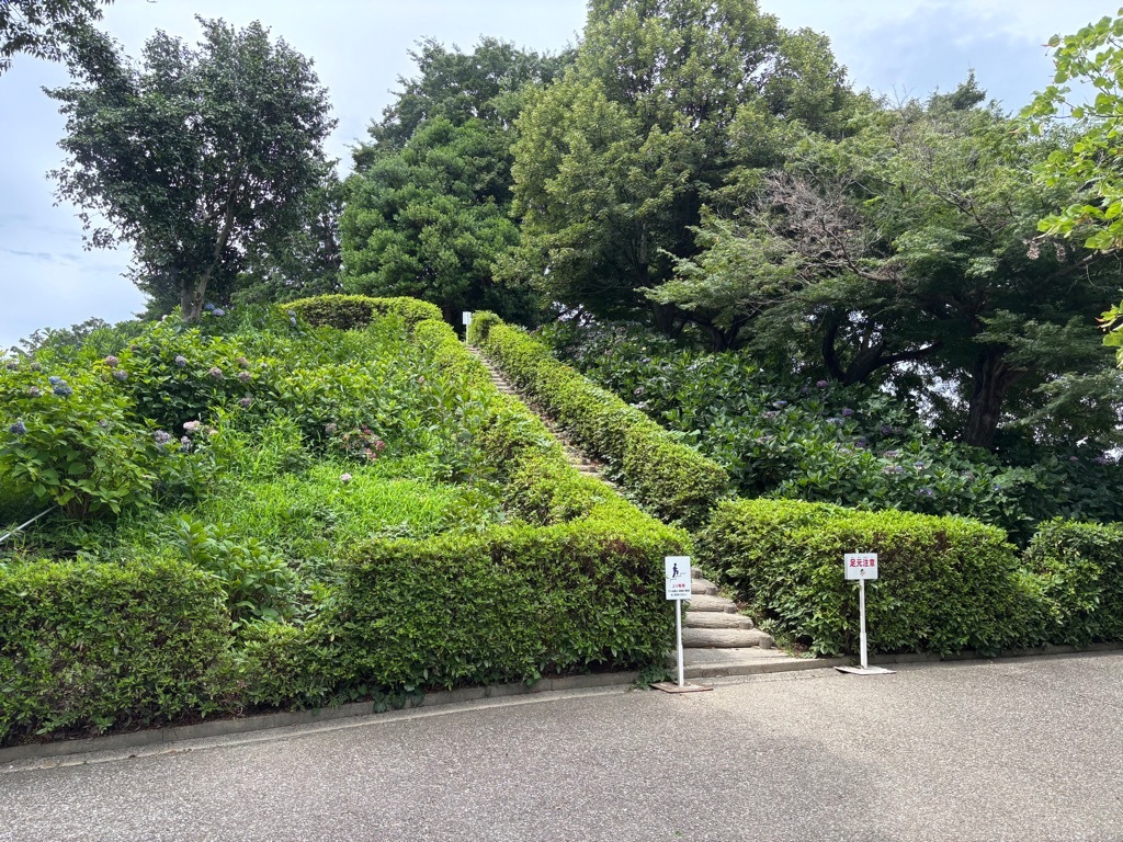 あじさい開花情報(古墳)