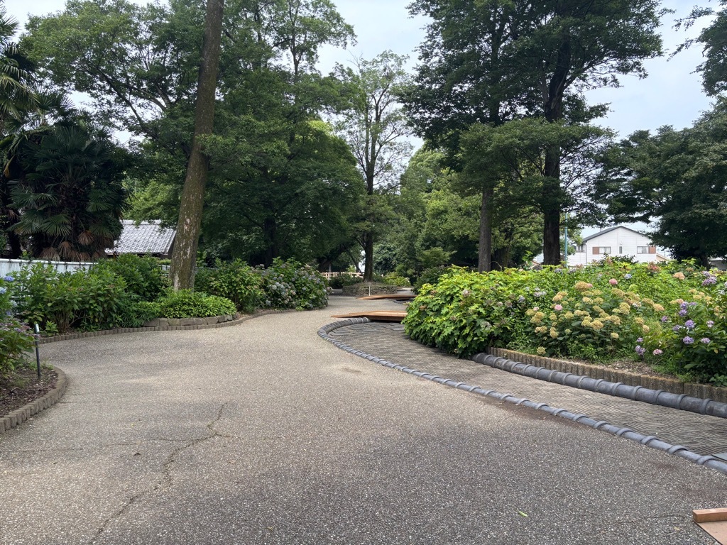 あじさい開花情報(園内)