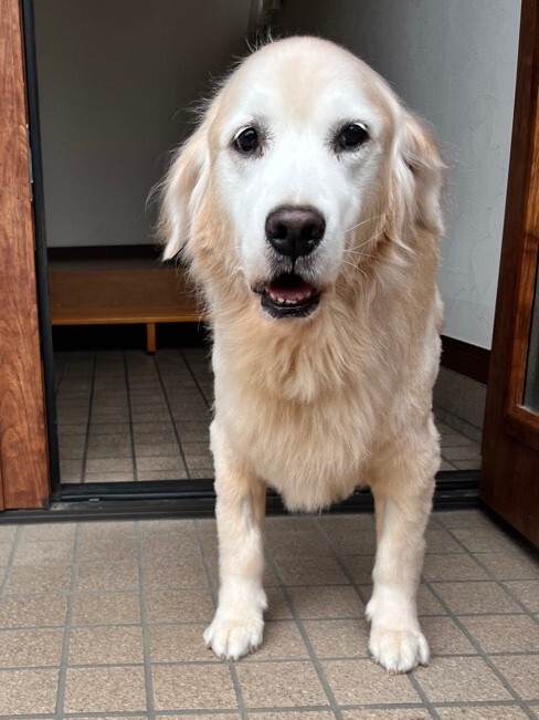 長寿犬ラムネちゃん