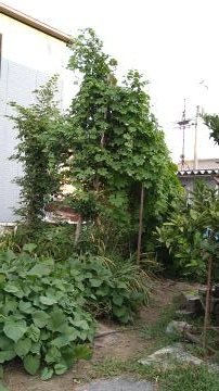 写真：匿名さんの緑のカーテン