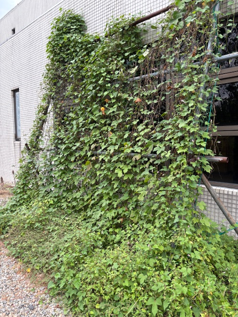 写真：環境センターの緑のカーテン