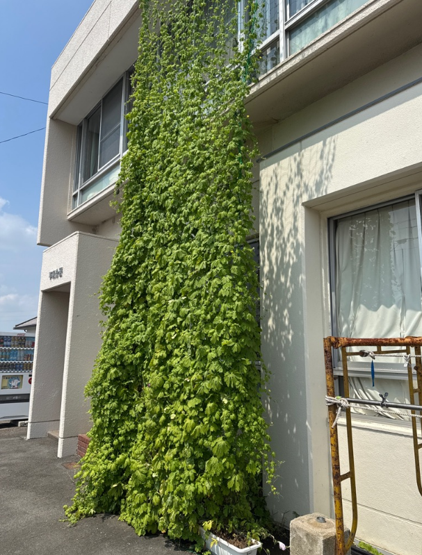 写真：平和分署の緑のカーテン