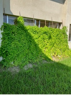 写真:ふれあいの郷の緑のカーテン