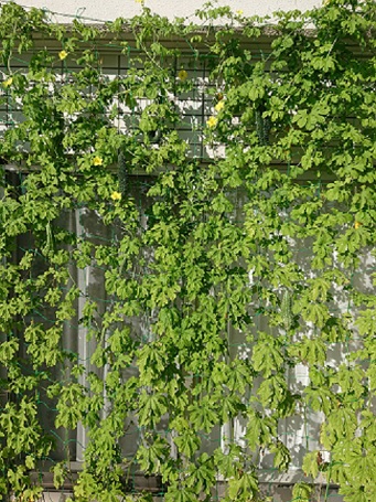 写真：下津北山の緑のカーテン