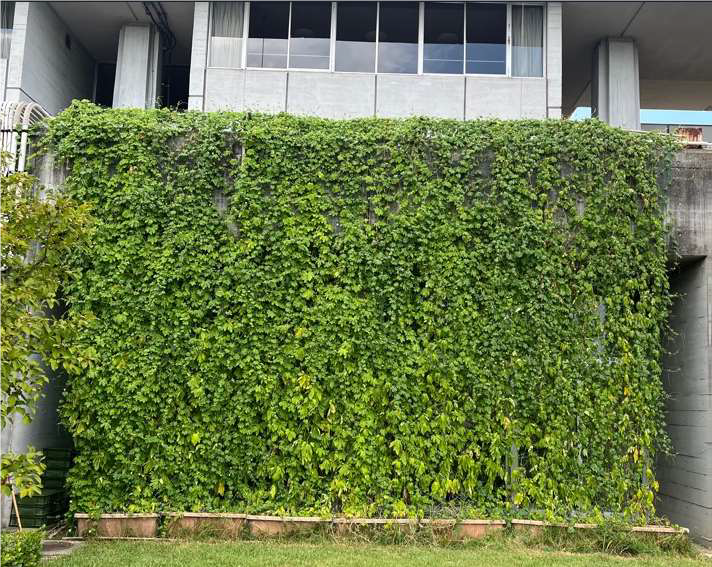 写真：市役所の緑のカーテン