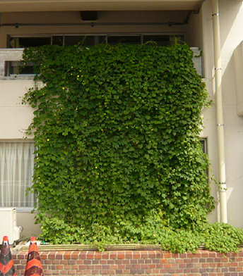 写真：祖父江分署の緑のカーテン