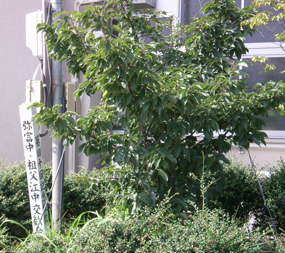 祖父江中学校に植樹された桜の写真