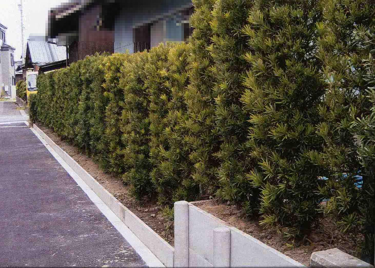 生け垣事例1