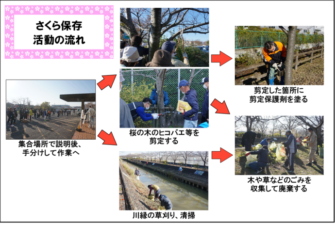 さくら保存活動の流れ