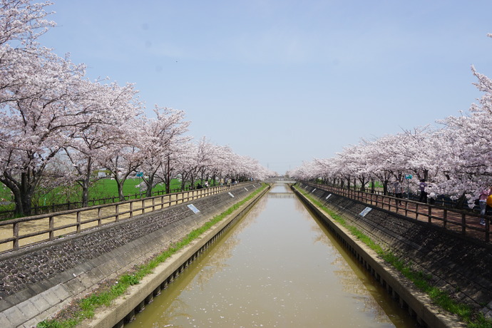 桜づつみ写真