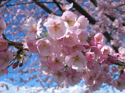 写真1：大寒桜