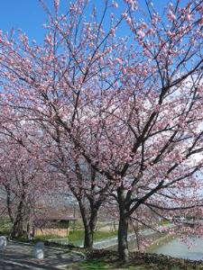写真2：大寒桜
