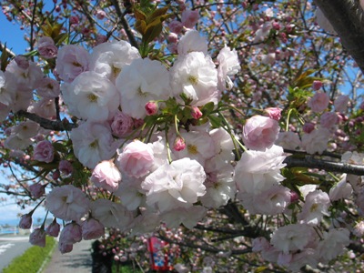 写真1：渦桜