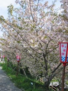 写真2：渦桜