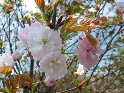 写真1：奈良八重桜