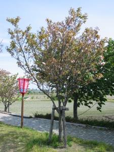 写真2：奈良八重桜