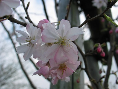 写真1：十月桜