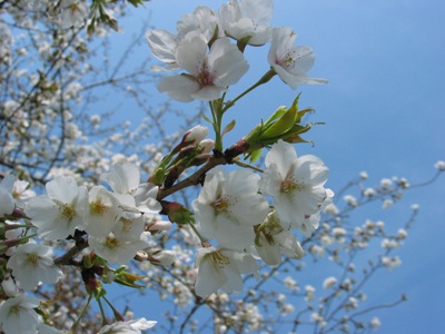 写真1：昭和桜