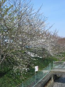 写真2：昭和桜