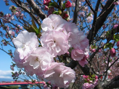 写真1：八重曙