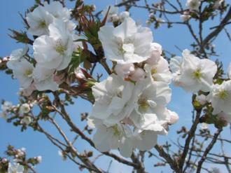 写真1：佐野桜