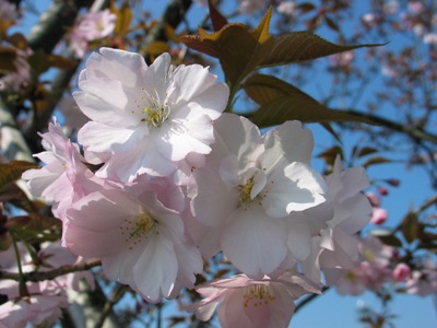 写真1：大沢桜