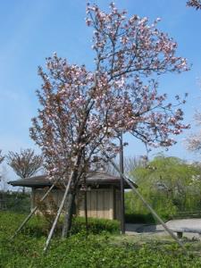 写真2：大沢桜