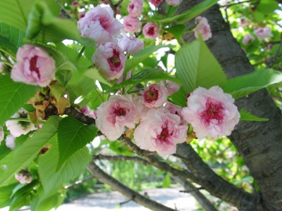 写真1：兼六園菊桜
