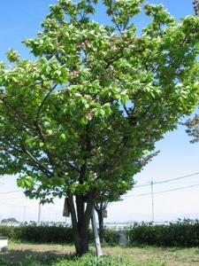 写真2：兼六園菊桜