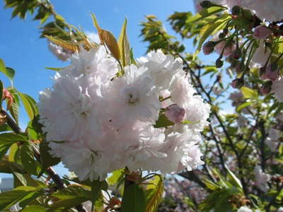 写真1:塩釜桜