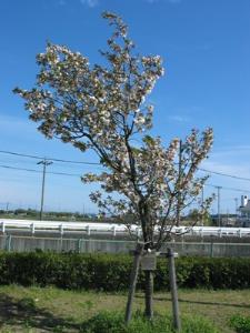 写真2:塩釜桜
