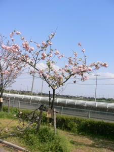 写真2:楊貴妃