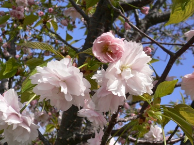 写真1：鎌足桜