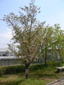写真2:鎌足桜
