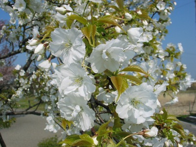 写真1：千原桜