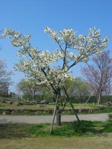 写真2：千原桜