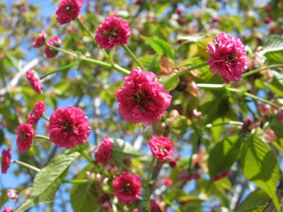 写真1：鬼無稚児桜