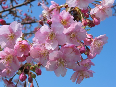 写真1：河津桜