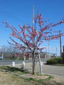 写真2：河津桜